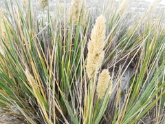Poa alopecurus