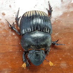 Dichotomius carolinus