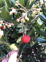 Arbutus unedo