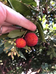 Arbutus unedo