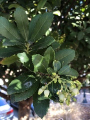 Arbutus unedo