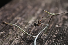 Ophiocordyceps camponoti-floridani