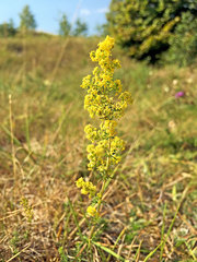Galium verum
