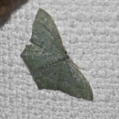 Maxates centrophylla