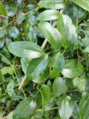 Smilax maritima image