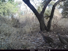 Pternistis bicalcaratus