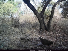 Ptilopachus petrosus