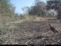 Pternistis bicalcaratus
