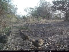 Pternistis bicalcaratus