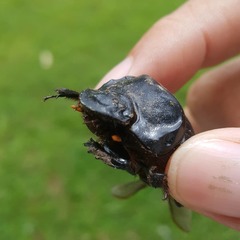 Dichotomius carolinus