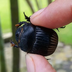 Dichotomius carolinus