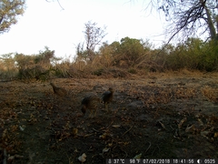 Pternistis bicalcaratus