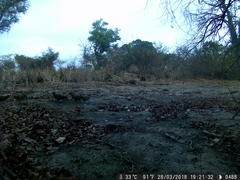 Ptilopachus petrosus