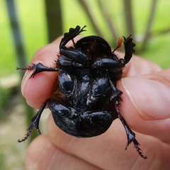 Dichotomius carolinus