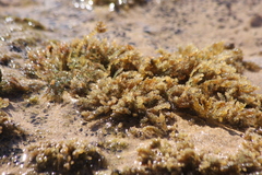 Acanthophora spicifera