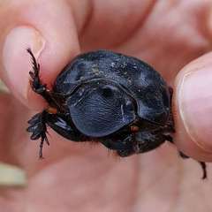 Dichotomius carolinus