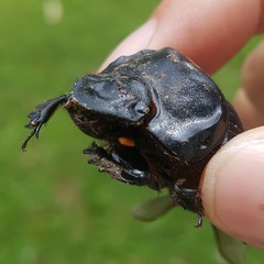 Dichotomius carolinus