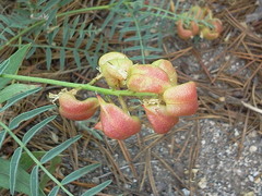 Astragalus bolanderi
