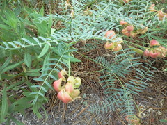Astragalus bolanderi