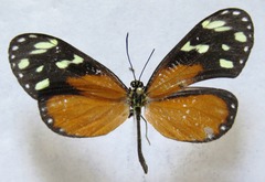 Napeogenes tolosa tolosa