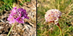 Armeria maritima