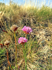 Armeria maritima