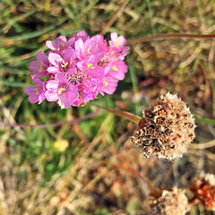 Armeria maritima