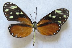 Napeogenes tolosa tolosa