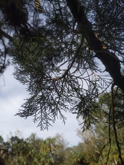 Juniperus virginiana var. silicicola image
