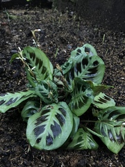 Maranta