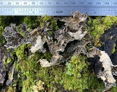 Lobaria anomala