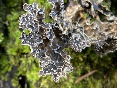 Lobaria anomala