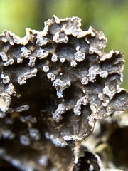 Lobaria anomala