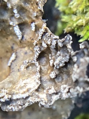 Lobaria anomala