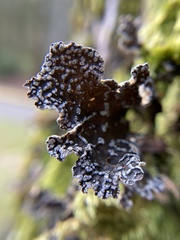 Lobaria anomala
