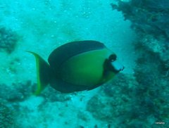 Acanthurus pyroferus