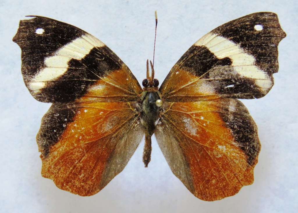 Common Banner
