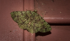 Aeolochroma hypochromaria
