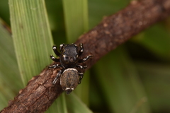 Heliophanus tribulosus