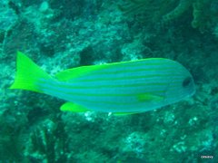 Plectorhinchus chrysotaenia