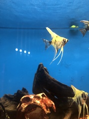 Pterophyllum