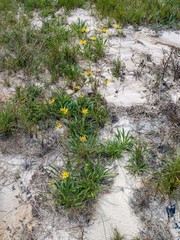 Helianthus longifolius