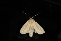 Ichneutica epiastra