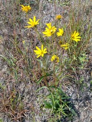Helianthus longifolius