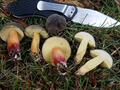 Xerocomellus diffractus