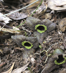 Asarum nipponicum
