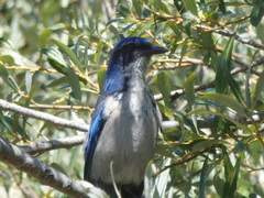 Aphelocoma insularis