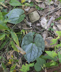Asarum nipponicum