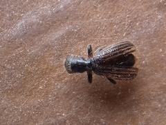 Cymatodera lineata