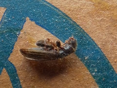 Cymatodera lineata